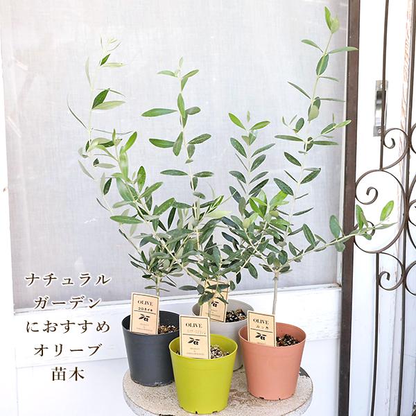 常緑苗木 オリーブ コレッジョラ ネバディロブランコ コロネイキ ルッカ 3.5号(10.5cm)です。ご希望の品種がございましたらオプションからお選びください。（在庫状況によりご希望に添えない場合がございます。）オリーブは育てやすくナチュ...