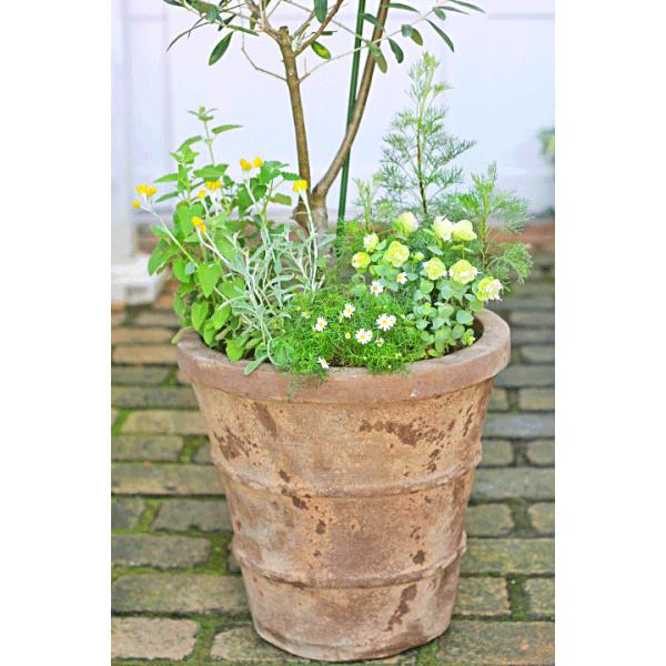 ハーブと花寄せ植え オリーブ シプレッシーノ ブラキカム アルテミシア オレガノ ロタンダフォーリア アンティーク調テラコッタ140cm Buyee Buyee 提供一站式最全面最專業現地yahoo Japan拍賣代bid代拍代購服務 Bot Online