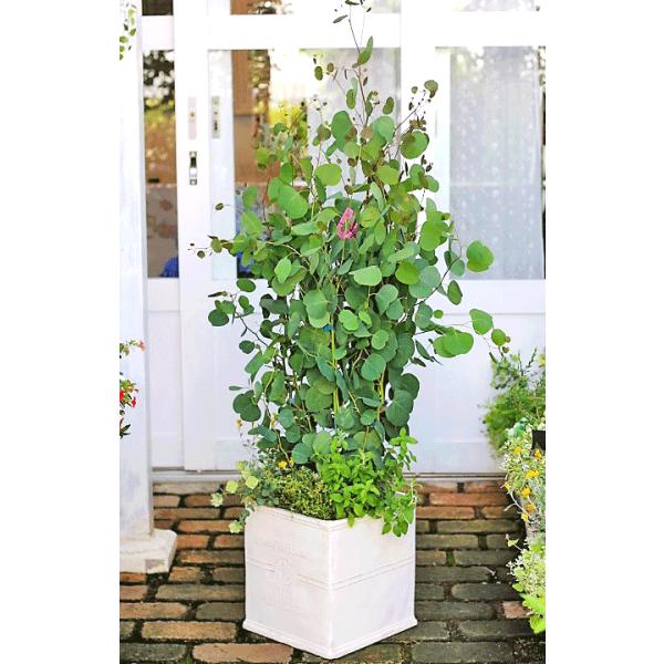 ハーブと花寄せ植え ユーカリ ポポラス オレガノ ロタンダフォーリア クリンセファラム ナチュラルテラコッタ調鉢150cm Buyee Buyee 日本の通販商品 オークションの代理入札 代理購入