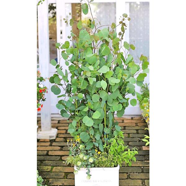 ハーブと花寄せ植え ユーカリ ポポラス オレガノ ロタンダフォーリア クリンセファラム ナチュラルテラコッタ調鉢150cm Buyee Buyee 日本の通販商品 オークションの代理入札 代理購入