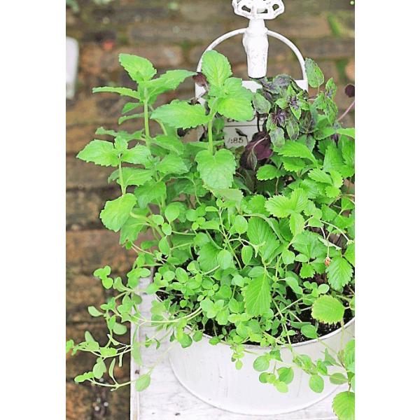 ハーブ寄せ植え バジル グレープフルーツミント オレガノ ワイルドストロベリー ジャンクウォータータップブリキポット Buyee 日本代购平台 产品购物网站大全 Buyee一站式代购 Bot Online