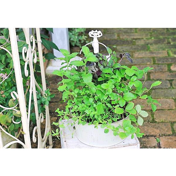 ハーブ寄せ植え バジル グレープフルーツミント オレガノ ワイルドストロベリー ジャンクウォータータップブリキポット Buyee Buyee 日本の通販商品 オークションの代理入札 代理購入