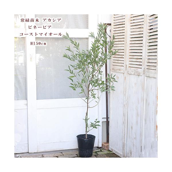 ハーブと花寄せ植え オリーブ シプレッシーノ ラベンダー オレガノ ケントビューティー ナチュラルテラコッタ130cm開店祝い Hb サザンフィールド Gardeningshop 通販 Yahoo ショッピング