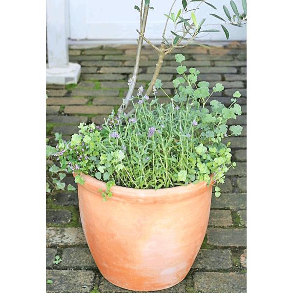 ハーブと花寄せ植え オリーブ シプレッシーノ ラベンダー オレガノ ケントビューティー ナチュラルテラコッタ130cm開店祝い Hb サザンフィールド Gardeningshop 通販 Yahoo ショッピング