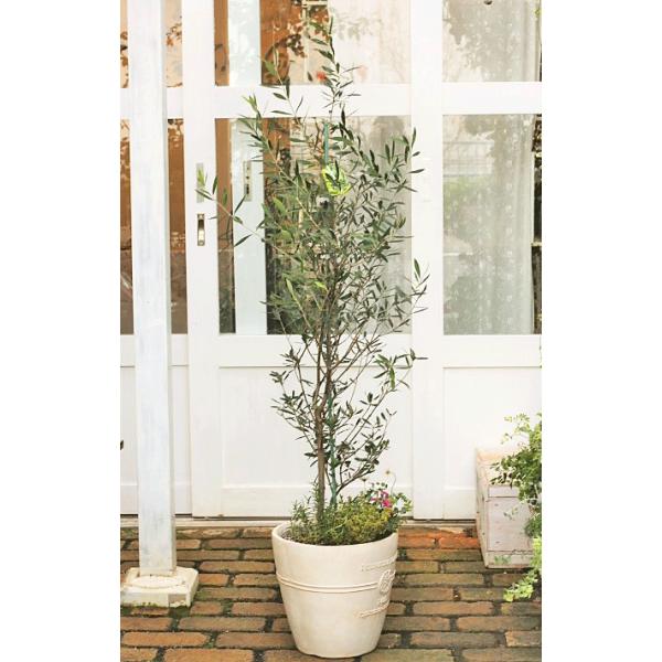 ハーブと花の寄せ植え オリーブ シプレッシーノ ローズマリー ブラキカム ナチュラルテラコッタ調ポットolivewhite160cm 開店祝い新築祝い Buyee Buyee 提供一站式最全面最專業現地yahoo Japan拍賣代bid代拍代購服務 Bot Online