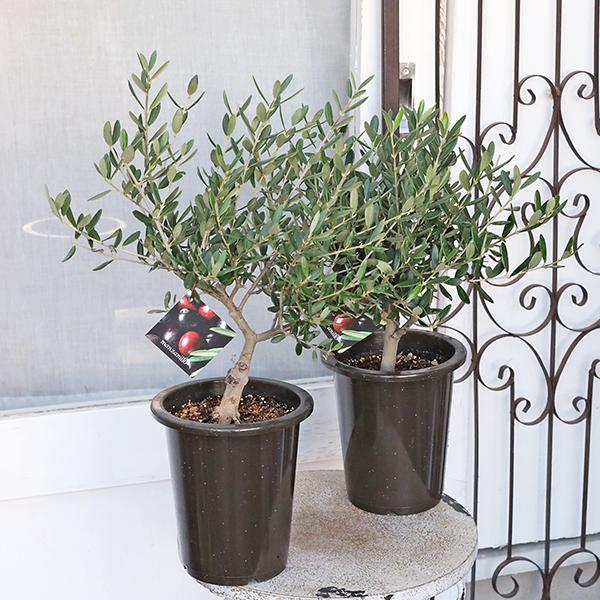 常緑苗木 オリーブ マンザニロ 5号(15cm) 高さ約45〜55cmです。香川県オリーブ農園「創樹」さん生産のオリーブです。・マンザニロはスペイン原産 開張性の樹形。葉は、小さく蜜に茂り、成長すると枝垂れるように伸びます。樹高も他と比べ低...