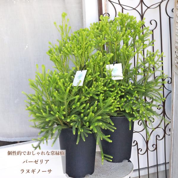 常緑苗木 バーゼリア ラヌギノーサ 6号 高さ70cm 個性的 おしゃれ クリスマスツリー 白い花 春 庭