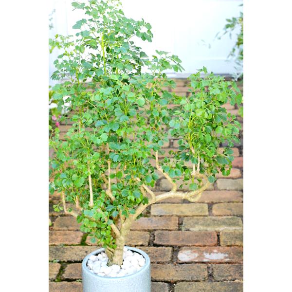 観葉植物 おしゃれ ポリシャス タイワンモミジ シンプルモダンライトブルー陶器鉢100cm 開店お祝い 新築お祝い ギフト インテリアグリーン Buyee Buyee Japanese Proxy Service Buy From Japan Bot Online