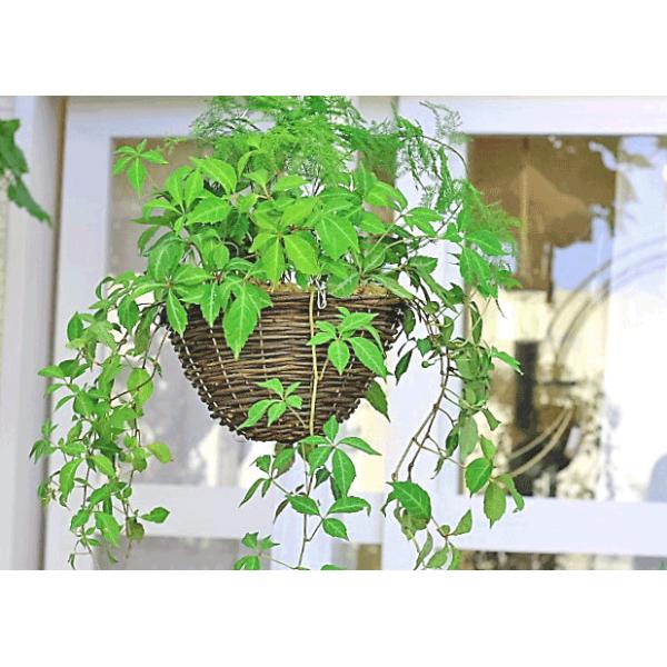 観葉植物おしゃれ つる性ヘンリーツダ アスパラガスナナス 吊り下げ型ナチュラルバスケット 開店お祝い 新築お祝い ギフト インテリアグリーン Buyee Buyee 日本の通販商品 オークションの代理入札 代理購入