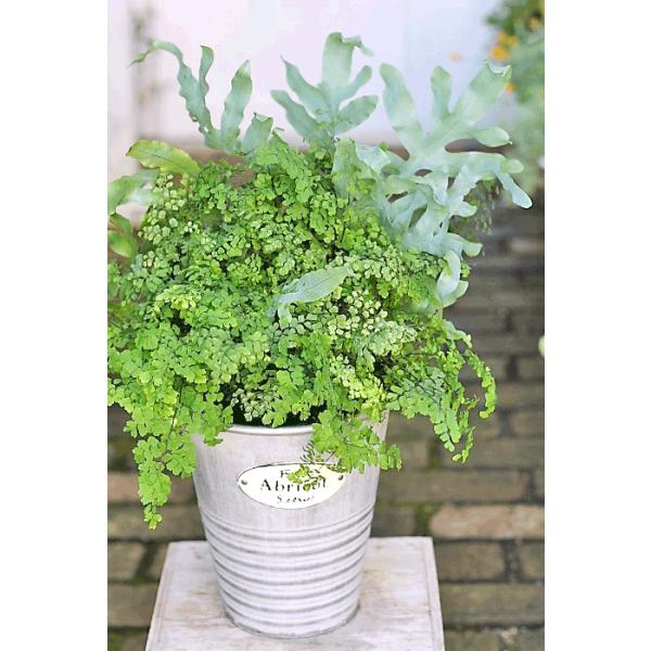 観葉植物寄せ植え おしゃれ フレボディウム ブルースター 斑入りアジアンタム スノーフレーク シンプルブリキポット60cm 新築御祝 ギフト Ka 158 サザンフィールド Gardeningshop 通販 Yahoo ショッピング