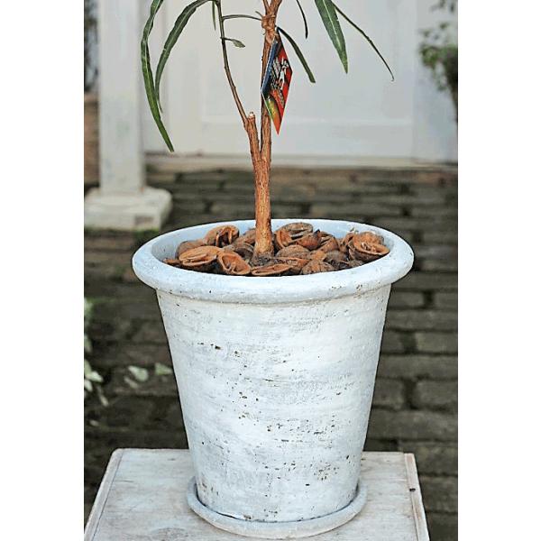 観葉植物 おしゃれ ボトルツリー ブラキキトン シンプルテラコッタポット90cm 開店お祝い 新築お祝い ギフト Buyee Buyee 日本の通販商品 オークションの代理入札 代理購入