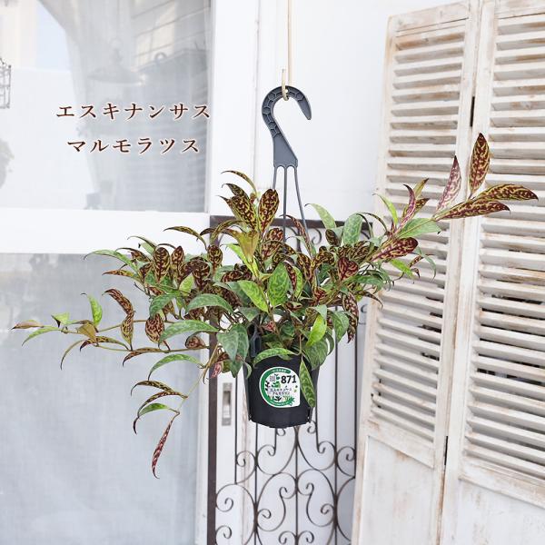 現品販売 観葉植物 エスキナンサス マルモラタス マルメラーター 4号 吊り鉢 多年草 個性的 室内