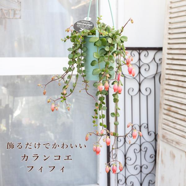 観葉植物 カランコエ フィフィ 3.5号 吊り鉢 多肉植物 多年草 花が咲く おしゃれ 育てやすい 丈夫 乾燥に強い 垂れさがる