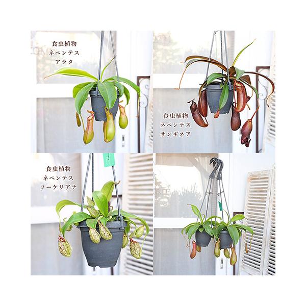 観葉植物 食虫植物 ウツボカズラ ネペンテス アラタ サンギネア フーケリアナ 3.5号 吊り鉢 熱帯植物 おしゃれ 個性派