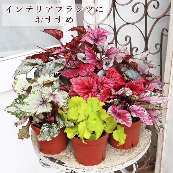 観葉植物 レックスベゴニア ビリーフシリーズ 3.5号 室内 日陰 カラフル おしゃれ 丈夫