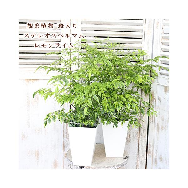 値引きセール 観葉植物 斑入り ステレオスペルマム レモンライム 6号 H65cm おしゃれ 明るい 育てやすい 丈夫