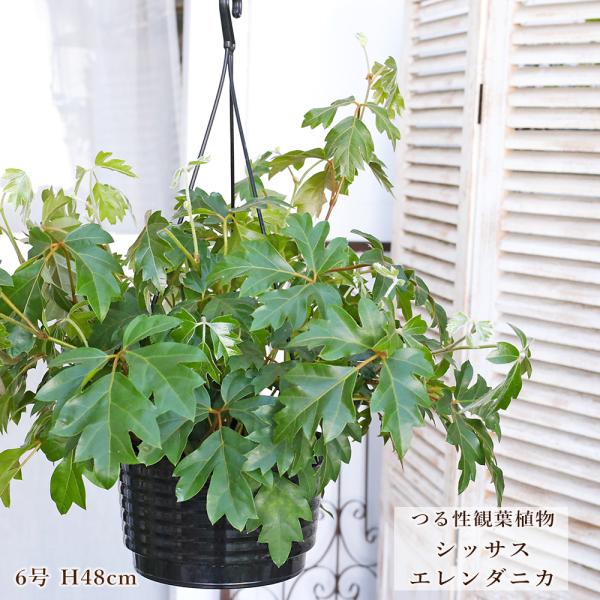 観葉植物 シッサス エレンダニカ グレープアイビー 6号 H48cm 吊り鉢 つる性 室内 ナチュラル グリーン おしゃれ