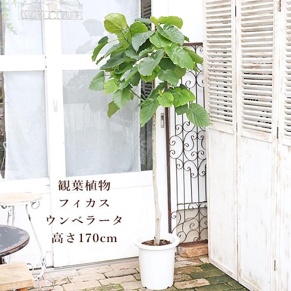 現品販売 観葉植物 フィカス ウンベラータ 9号 高さ170cm 育て