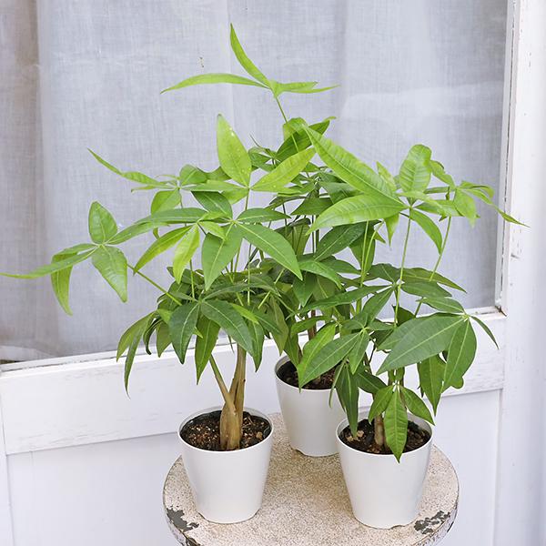 観葉植物 パキラ 3.5号(10.5cm)です。育てやすく人気の観葉植物パキラ。5枚の葉はやや光沢があり明るく濃いグリーン色。植物のリラックス効果のほか、別名「発財樹」とも言われ「強い気を発する」「悪い気を払う」などの風水効果、縁起物として...