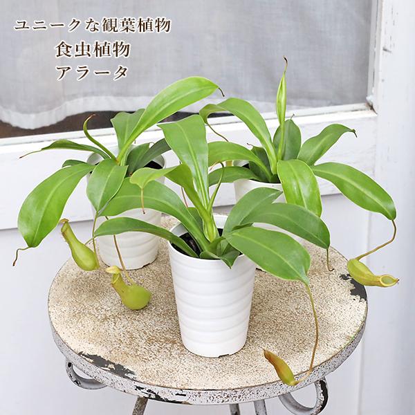 観葉植物 食虫植物 ウツボカズラ ネペンテス アラータ 3号(9cm) です。アラータは捕虫袋の吊った食虫植物の代表的な品種です。袋の色は日に当たれば赤くなります。株が大きくなるにつれて袋部分も10cm以上大きくなります。肉厚の緑の葉に赤や...