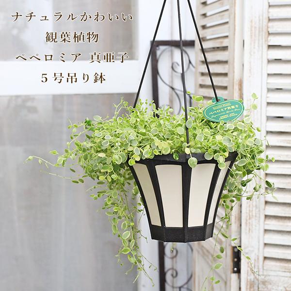 観葉植物 ペペロミア 真亜子(マアコ) 5号(15cm)吊り鉢です。多肉質な丸い葉パステルグリーンの斑入りで明るく優しい印象のペペロミア マアコ。ボリュームがあり垂れさがる葉姿が可愛らしく魅力的です。常緑多年草の植物で熱帯アメリカなど熱帯・...