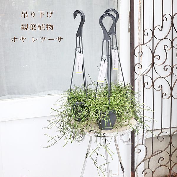 観葉植物 ホヤ レツーサ 4号(12cm)吊り鉢です。針金のような細い枝と細い葉が垂れ下がり、エキゾチックな雰囲気、個性的なユニークな観葉植物です。あまり流通していない希少な種類です。ホヤは別名サクラランと呼ばれています。つる性植物で蔓を長...