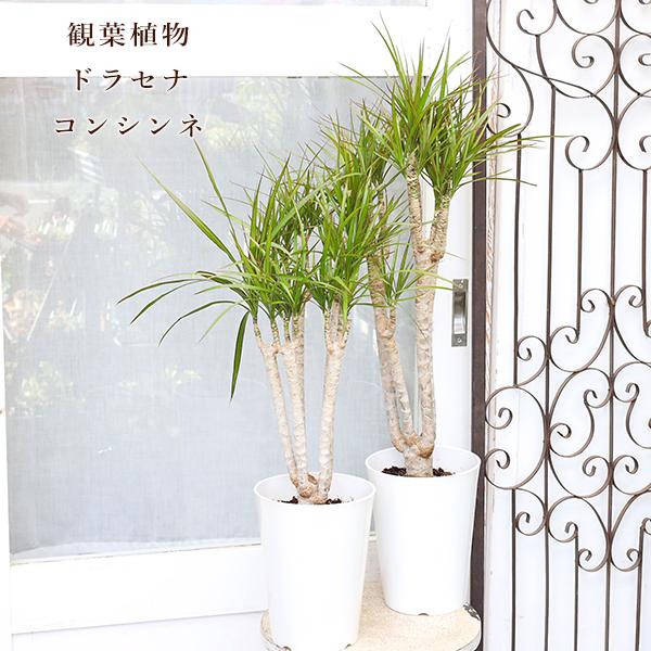 観葉植物 ドラセナ コンシンネ 6号 高さ70cm おしゃれ スタイリッシュ インテリア グリーン 室内