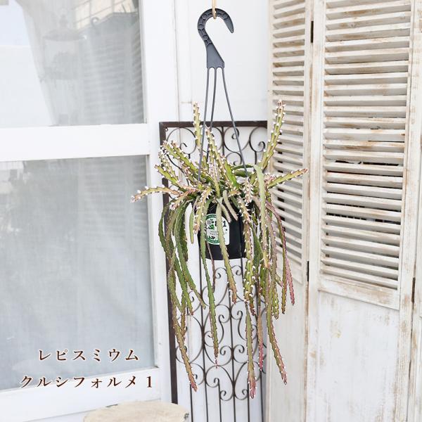 現品販売 観葉植物 レピスミウム クルシフォルメ 4号 吊り鉢 H65 100cm サボテン おしゃれ 室内 インテリアグリーン 半日陰 乾燥に強い