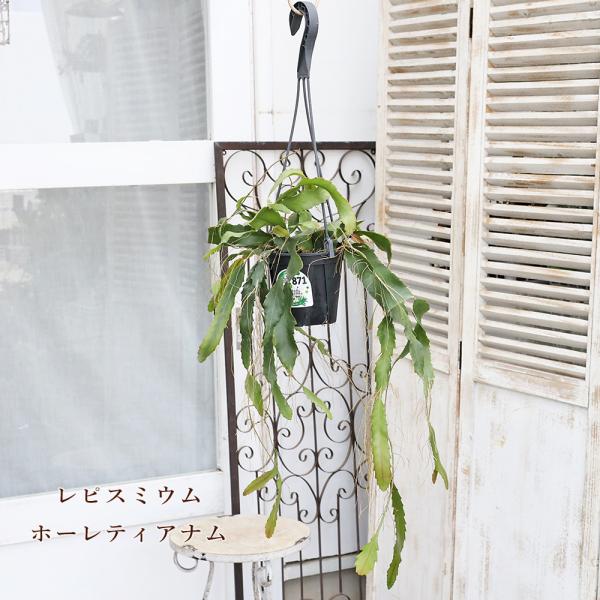 現品販売 観葉植物 レピスミウム ホーレティアナム 4号 吊り鉢 H90cm サボテン おしゃれ 室内 インテリアグリーン 半日陰 乾燥に強い