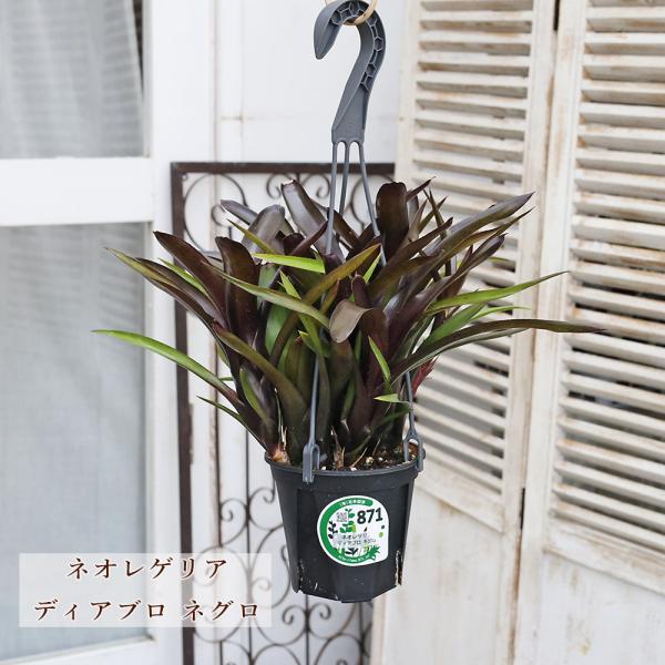現品販売 観葉植物 ネオレゲリア ディアブロネグロ パウシフローラ 4号 吊り鉢 H45cm サボテン おしゃれ 室内 インテリアグリーン 乾燥に強い