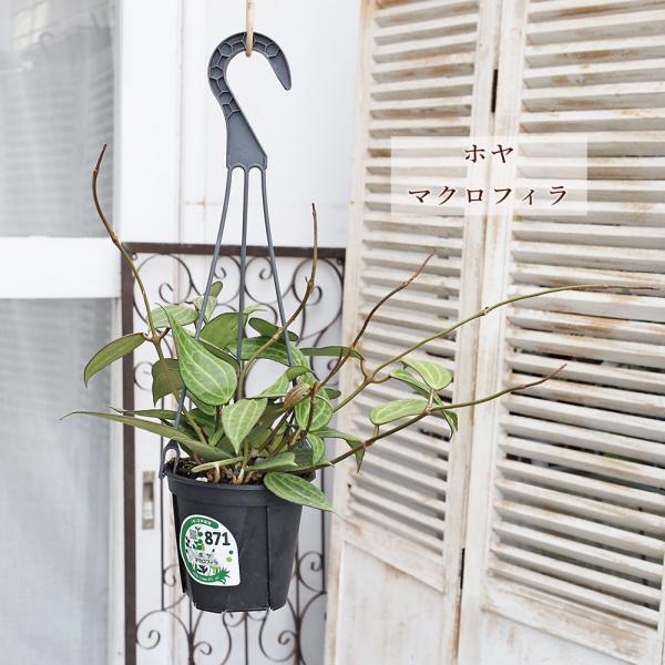 現品販売 観葉植物 ホヤ マクロフィラ 4号 吊り鉢 H45cm 多年草 つる性 おしゃれ 室内 インテリアグリーン 半日陰 乾燥に強い