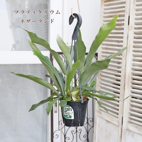 現品販売 観葉植物 プラティケリウム ネザーランド 4号 吊り鉢 H45cm コウモリラン ビカクシダ おしゃれ 室内 インテリアグリーン 半日陰 乾燥に強い