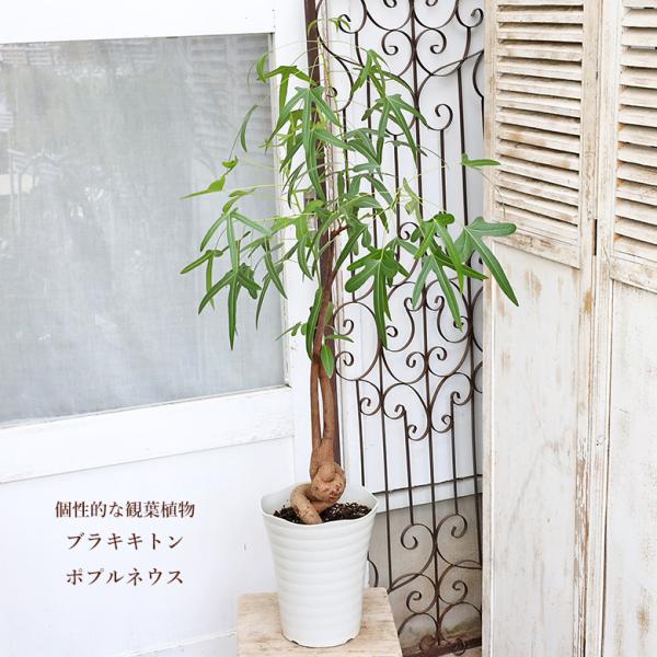 現品販売 観葉植物 ブラキキトン ポプルネウス ボトルツリー 7号 高さ110cm おしゃれ インテリア グリーン 個性派 乾燥に強い