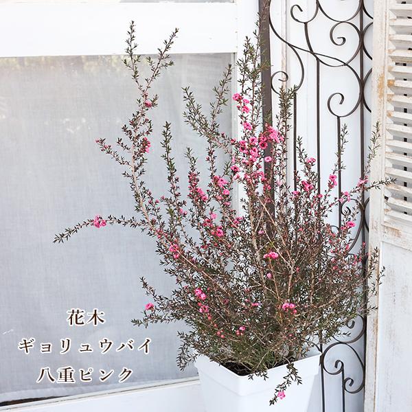 現品販売 花木 八重咲き ギョリュウバイ ピンク 魚柳梅 7号(21cm) 高さ約90cmです。1番、2番をお選びください。八重咲きピンク色のかわいい花がたくさん咲く。丈夫で育てやすいギョリュウバイです。11/30現在たくさん蕾が付いており...