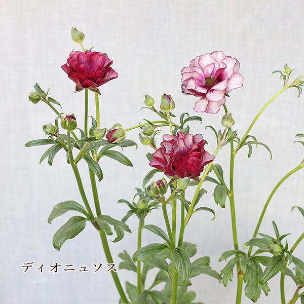 値下げセール 鉢花 ラナンキュラス ラックス ディオニュソス 値下げセール 鉢花 ラナンキュラス ラックス ディオニュソス