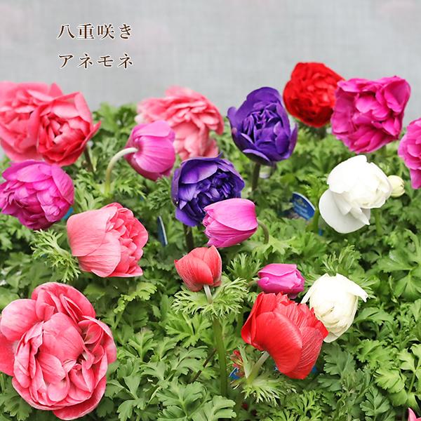 花苗 八重咲き アネモネ オーロラ 3.5号(10.5cm) です。カラーは、レッド、ブルー、ピンク、マゼンタ、ボルドー、ホワイトからお選びください。華やかでかわいい八重咲きのアネモネです。耐寒性があり冬の間は花持ちがよく、５月頃まで長く咲...