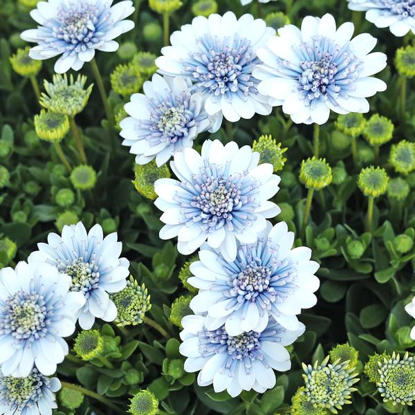 花苗 オステオスペルマム シルバーナイト 3.5号 八重咲き 多年草 四季咲き おしゃれ シック よく咲く