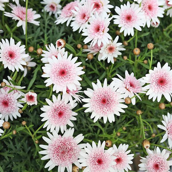 花苗 八重咲き マーガレット あずきちゃん 3.5号 多年草 かわいい ピンク 四季咲き 庭