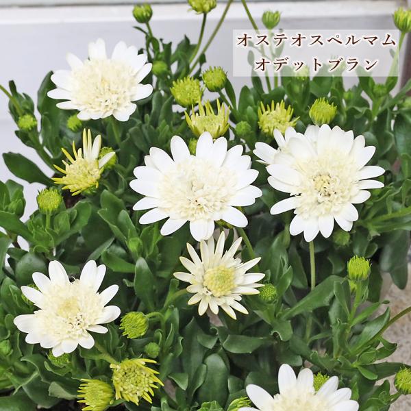 値引きセール 花苗 八重咲き オステオスペルマム オデットブラン 3.5号 多年草 四季咲き おしゃれ シック よく咲く