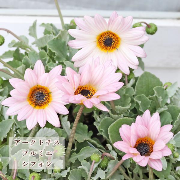 花苗 アークトチス プルミエ シフォン 3.5号 多年草 シルバーリーフ おしゃれ ピンク 四季咲き