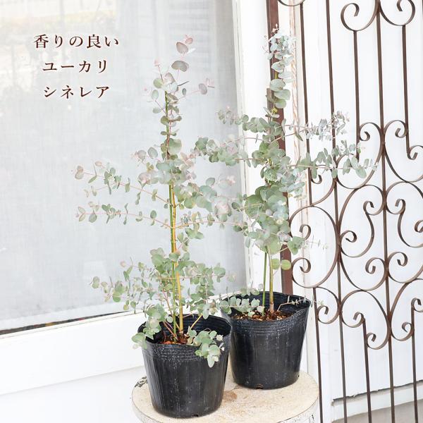 常緑苗木 ユーカリ シネレア 5号 高さ50cm 銀丸葉 おしゃれ ナチュラル ガーデン シンボルツリー