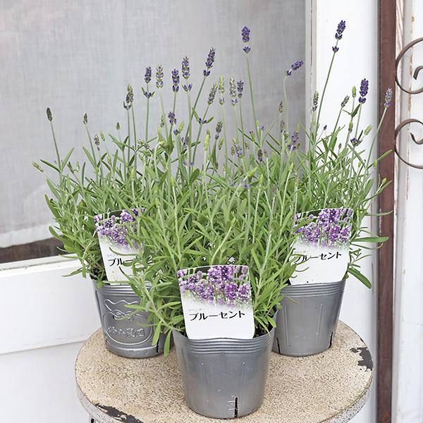 花苗 イングリッシュラベンダー ブルーセント 3.5号 芳香花 多年草 ハーブ 香り 庭