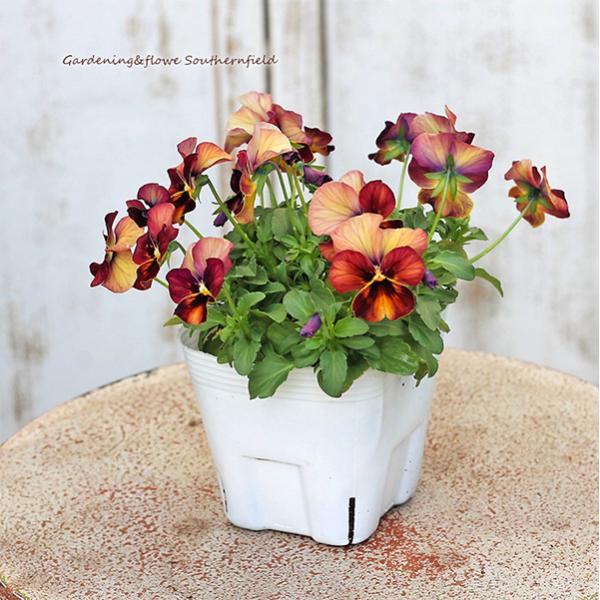 花苗 ビオラ なごみももか しんしん 3.5号(10.5cm)です。赤ピンク、ローズ系、アンティークタッチの色合いがステキなビオラです。しんしんは色幅に個体差があります。気温により色の変化もございます。丈夫で育てやすく寒さにも強い。春まで長...