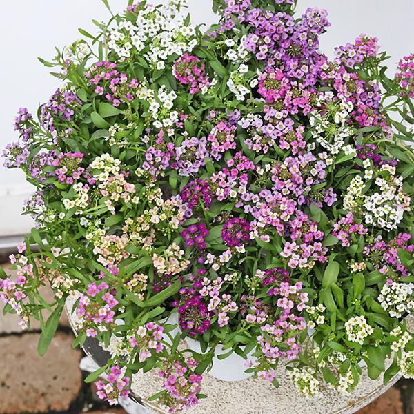 花苗 スイートアリッサム ミックス植え 2.5号(7.5号)です。色とりどりカラフルな小花が可愛らしく咲きます。寒さに強く丈夫に春まで長く咲きます。性質は丈夫である程度乾燥にも耐えます。こぼれ種で秋以降も芽吹くことも。花壇に植えればこんもり...