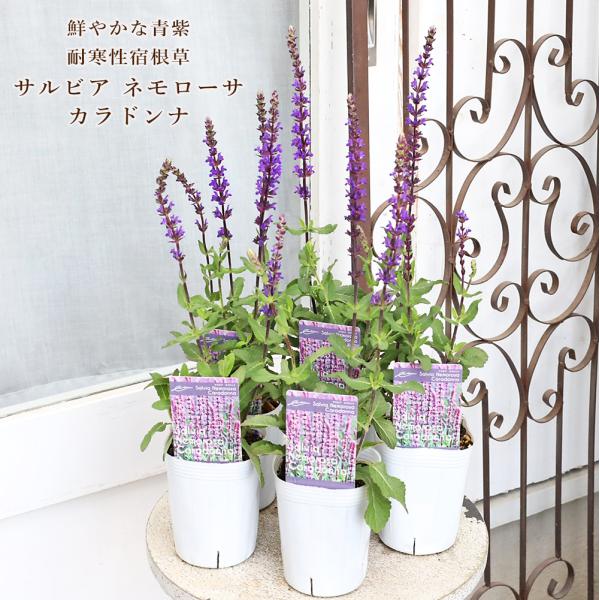 花苗 宿根 サルビア ネモローサ カラドンナ 3号 おしゃれ 春 夏 秋 よく咲く ナチュラル ガーデン