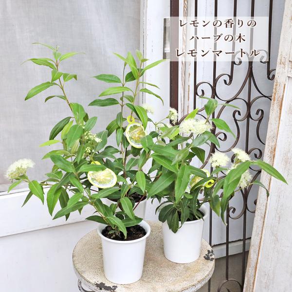 常緑苗木 ハーブ レモンマートル 3.5号 高さ50cm 花付 庭木 香り 観葉植物 ナチュラル 庭