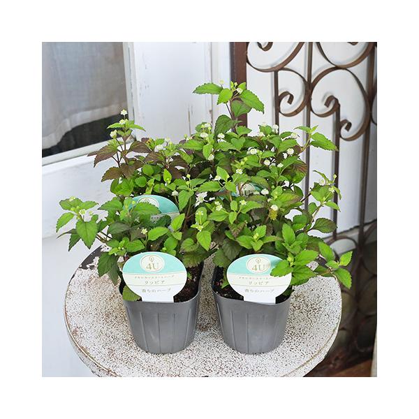 花ハーブ苗 スイートメキシカンハーブ リッピア 3号苗(9cm)です。　夏に白い花が咲き、葉色は銅葉に変化する、横に伸びる這性のリッピアです。ハーブの仲間で丈夫で繁殖力が旺盛です。葉っぱは砂糖の1000倍の甘みがあるのも特徴です。葉っぱを噛...