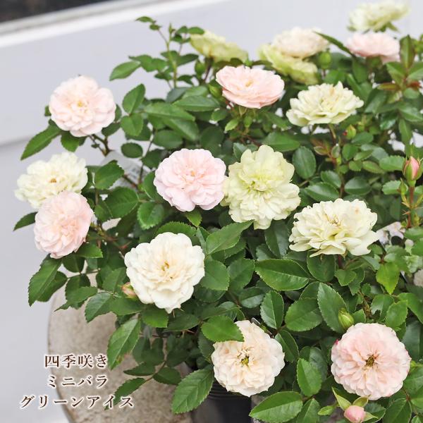 花苗 ミニバラ グリーンアイス 3号 四季咲き ホワイトグリーン 丈夫 多年草 八重咲き ナチュラル