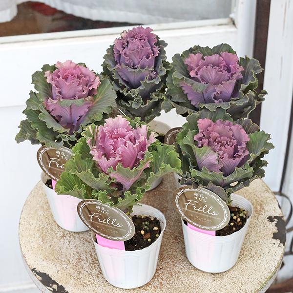 花苗 葉牡丹 ハボタン 萌花 フリル 2.5号(7.5cm)ポットです。シックな落ち着いたアンティークカラーのハボタン萌花フリル。フリルの入るバラ咲きで華やかさがあり、一つ入れるだけでグッとおしゃれ度が上がります。アリッサム、ビオラ、シクラ...