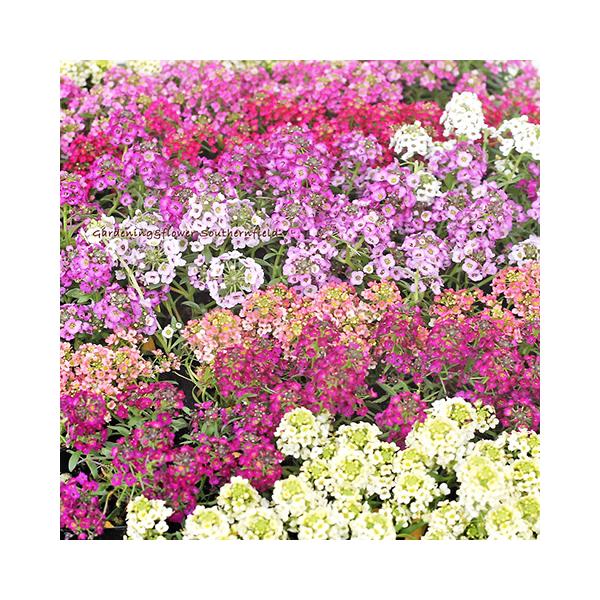 花苗 スイートアリッサム ピーチ レモン パープル 3号(9cm)です。１苗販売。カラーはピーチ レモン パープルからお選びください。色とりどりカラフルな小花が可愛らしく咲きます。寒さに強く丈夫に春まで長く咲きます。性質は丈夫である程度乾燥...